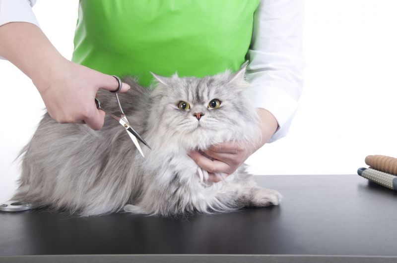 Cat Grooming - Cat Grooming Louisville, Kentucky