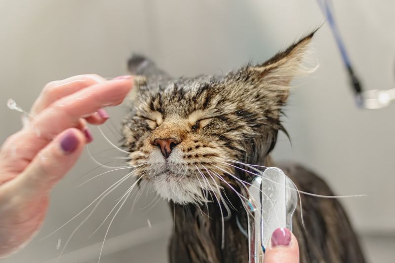 Improves Overall Hygiene